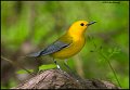 _0SB9586 prothonotary warbler